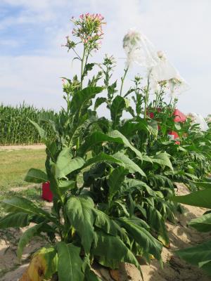 Click for 4 image(s) for this accession. PLANT